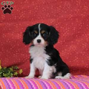 Chocolate Swirl, Cavalier King Charles Spaniel Puppy